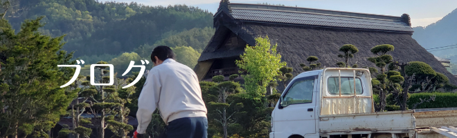 富士吉田市桂川河川公園の桜と富士山