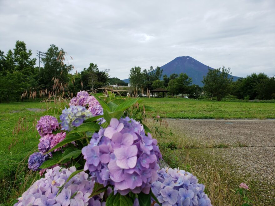 富士吉田市農村公園　紫陽花と富士山