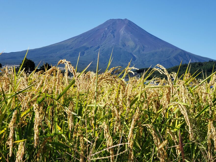 富士吉田市農村公園　富士山と黄金色の稲穂