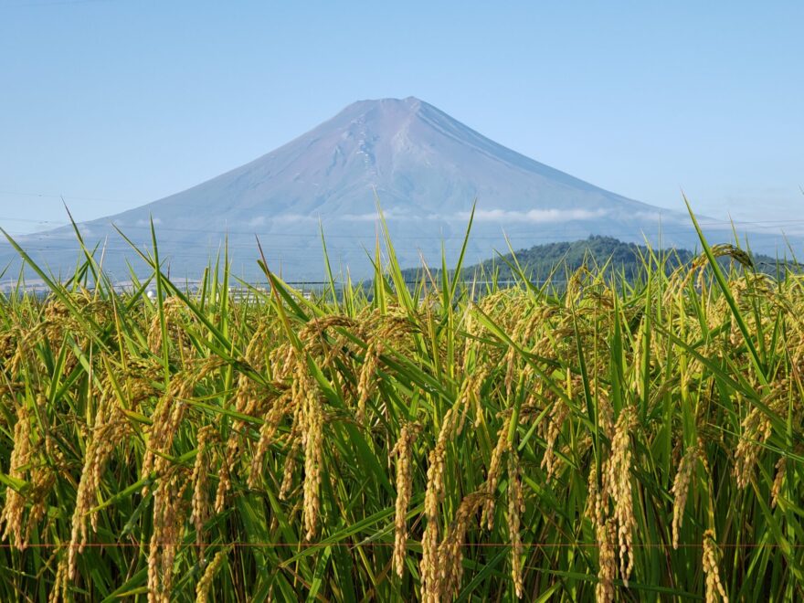 富士吉田市農村公園　たわわな稲と富士山