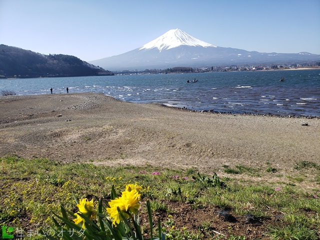 河口湖と富士山と水仙2022年4月9日