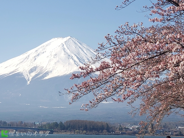 河口湖の桜と富士山2022年4月9日
