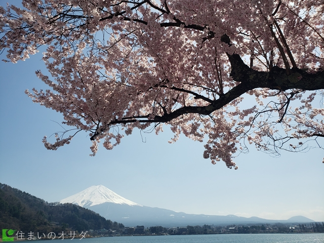 河口湖の富士山と桜2022年4月9日