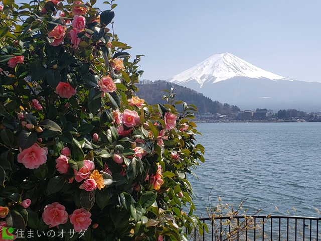 河口湖のピンクの椿と富士山2022年4月9日