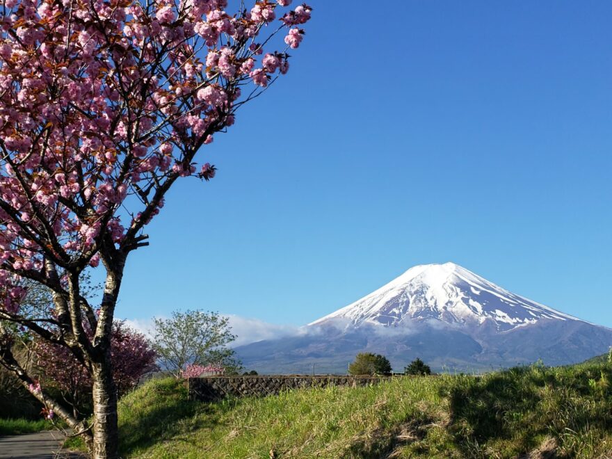 富士吉田市農村公園の八重桜と富士山