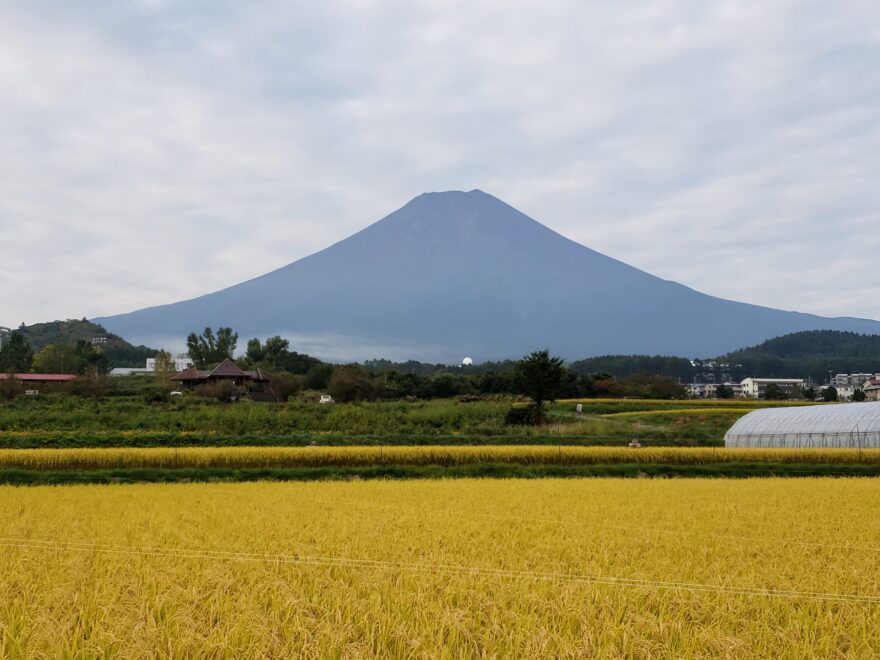 富士吉田市農村公園　富士山と稲
