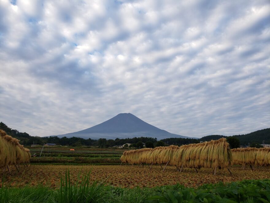 富士吉田市農村公園　稲刈り後はさがけの稲と富士山