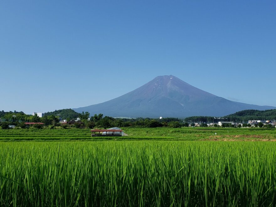 富士吉田市農村公園　田んぼの稲と富士山