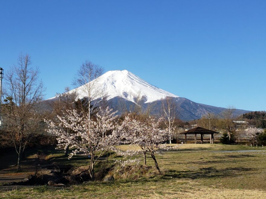 富士吉田市農村公園の桜と富士山