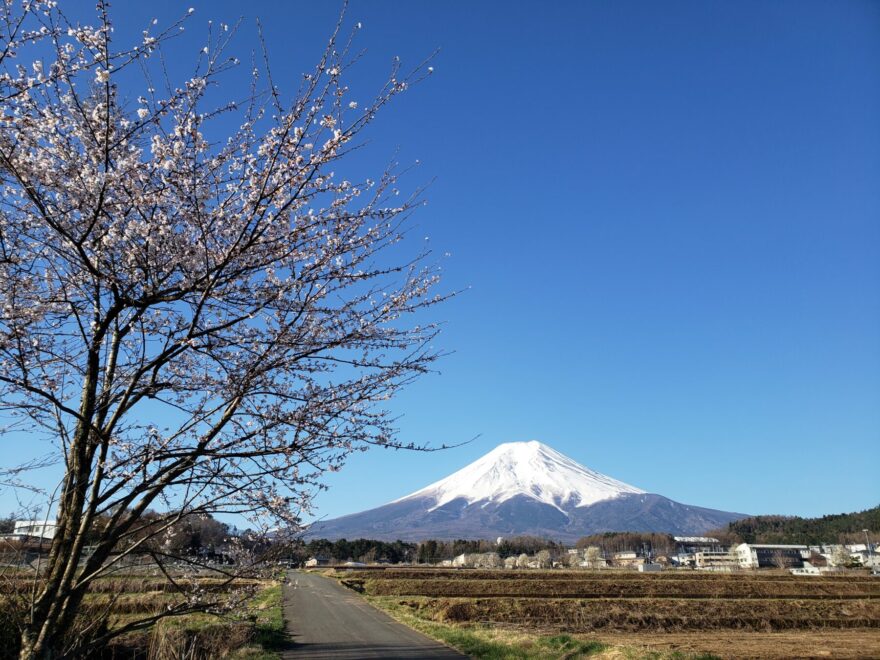 富士吉田市農村公園の桜と富士山