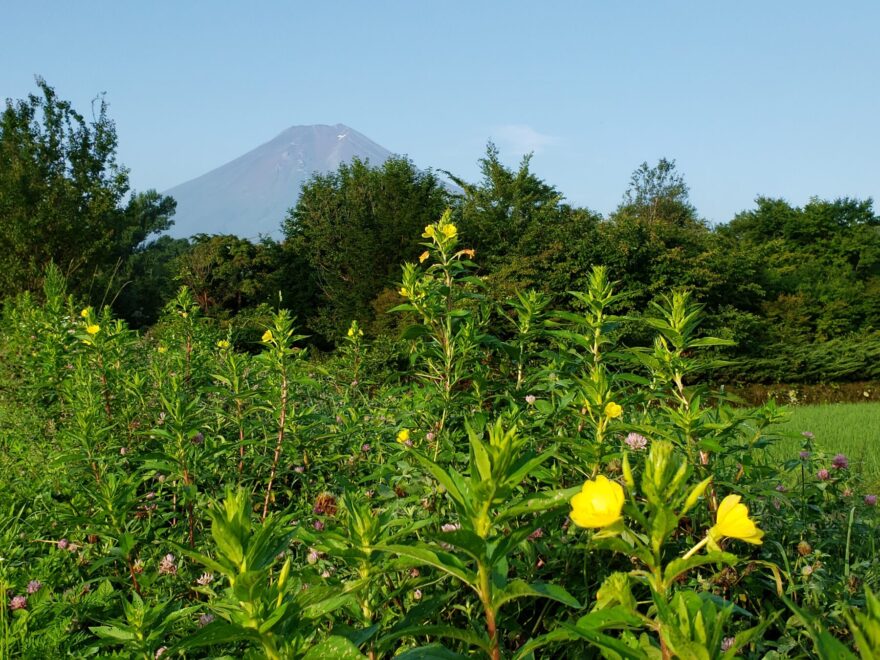 富士吉田市農村公園　月見草と富士山